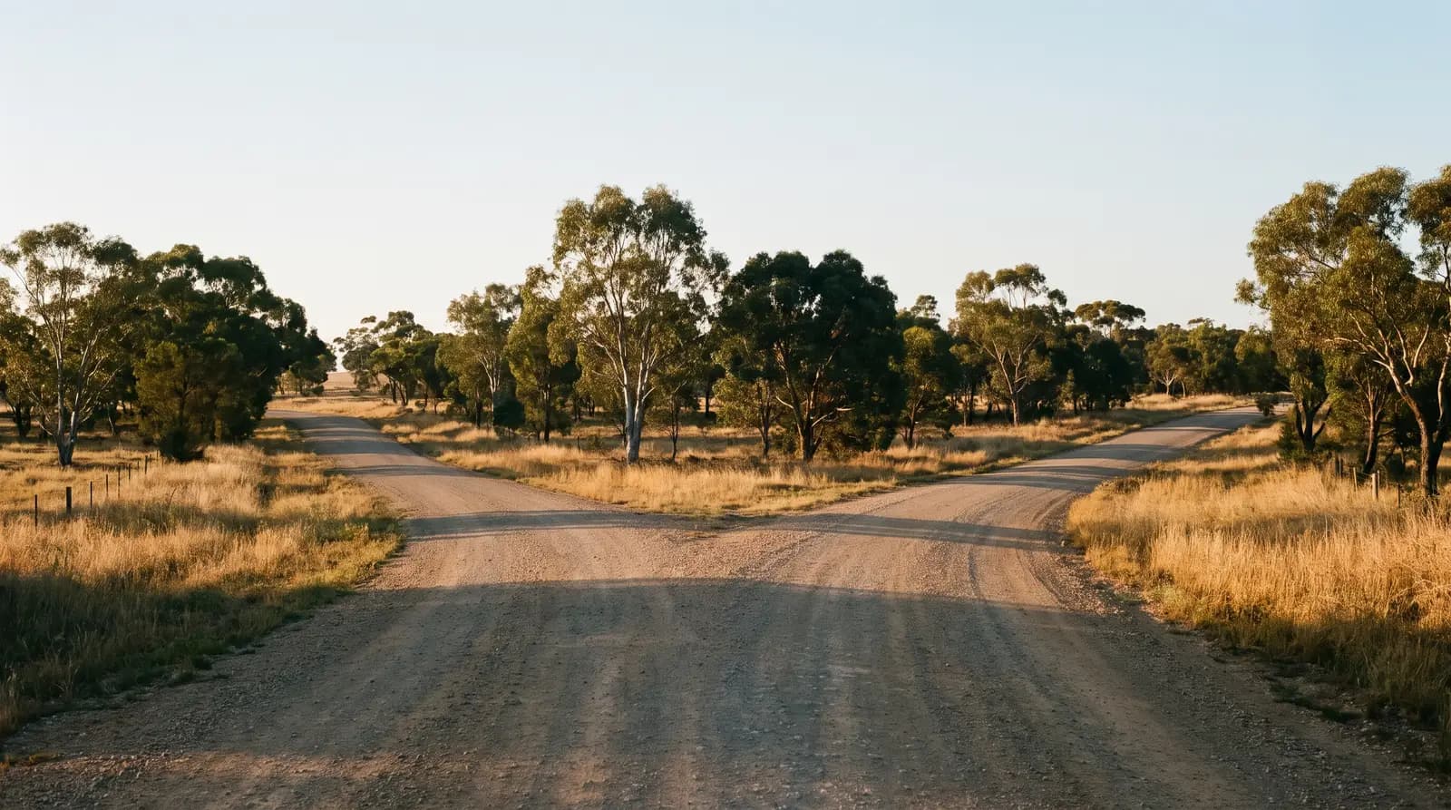 An Australian country road forking into 2 directions among gum trees